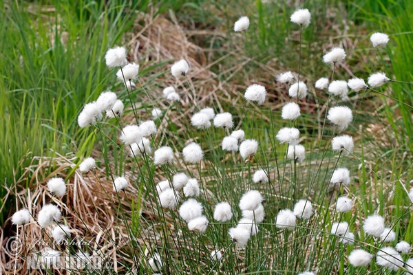 Scheiden-Wollgras (Eriophorum vaginatum)