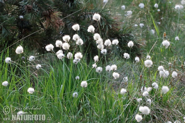 Scheiden-Wollgras (Eriophorum vaginatum)