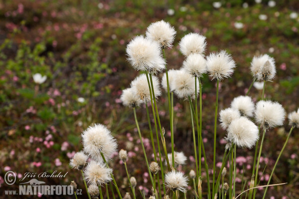 Scheiden-Wollgras (Eriophorum vaginatum)