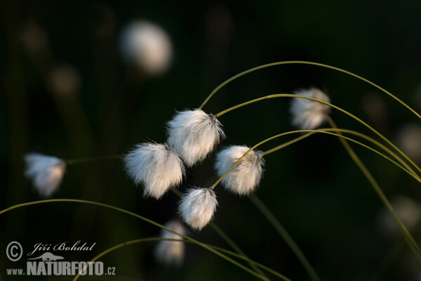 Scheuchzers Wollgras (Eriophorum scheuchzeri)