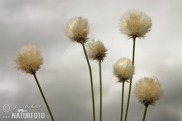 Scheuchzers Wollgras (Eriophorum scheuchzeri)