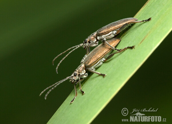 Schilfkafer (Donacia crassipes)