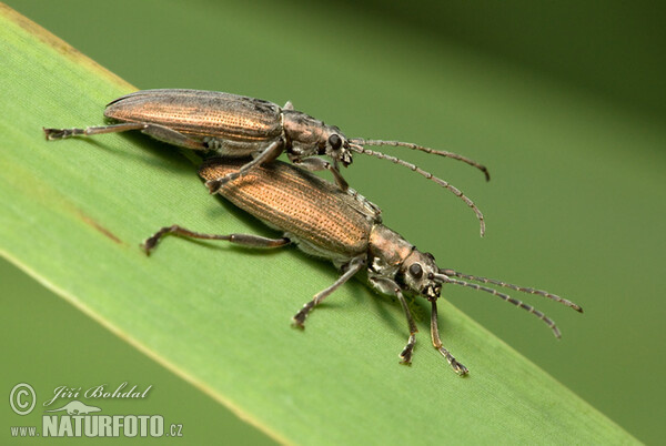 Schilfkafer (Donacia crassipes)