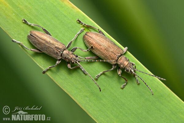 Schilfkafer (Donacia crassipes)