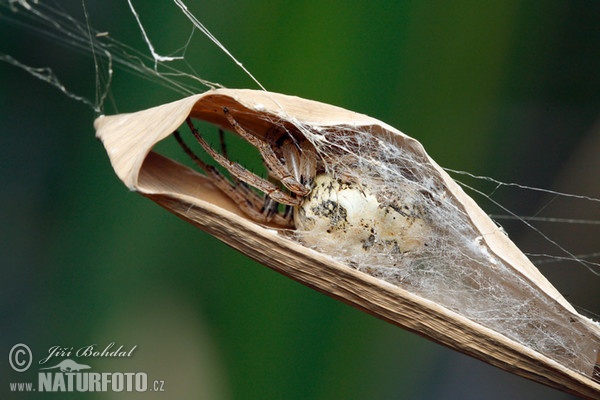 Schilfradspinne (Larinioides cornutus)