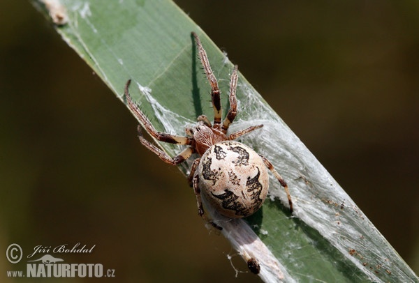 Schilfradspinne (Larinioides cornutus)