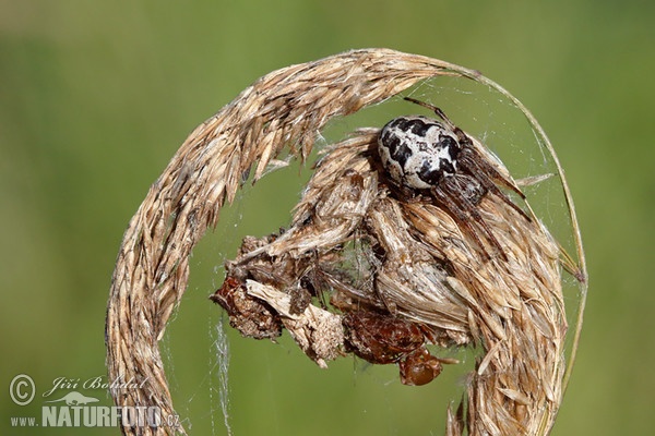 Schilfradspinne (Larinioides cornutus)