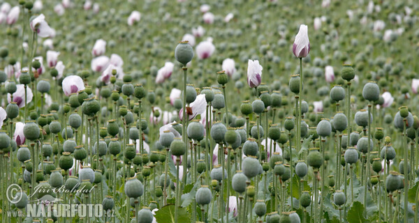 Schlafmohn (Papaver somniferum)