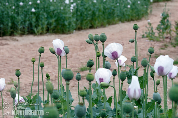 Schlafmohn (Papaver somniferum)