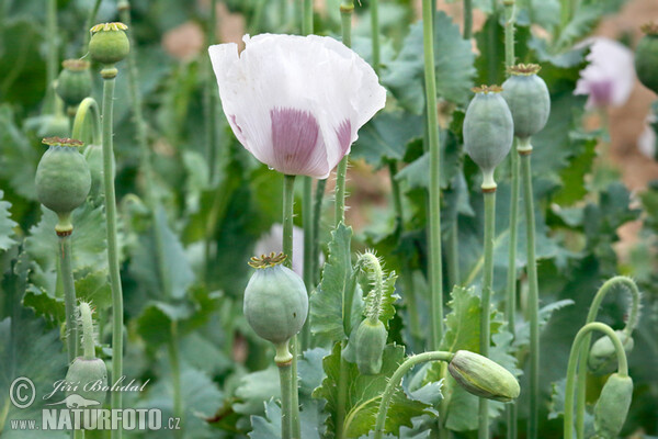 Schlafmohn (Papaver somniferum)