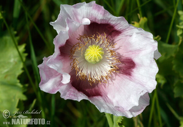 Schlafmohn (Papaver somniferum)