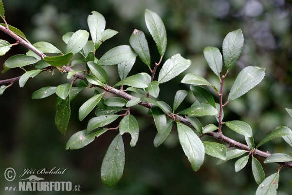 Schledorn, Schwarzdorn (Prunus spinosa)