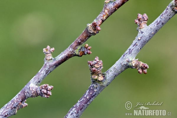 Schledorn, Schwarzdorn (Prunus spinosa)