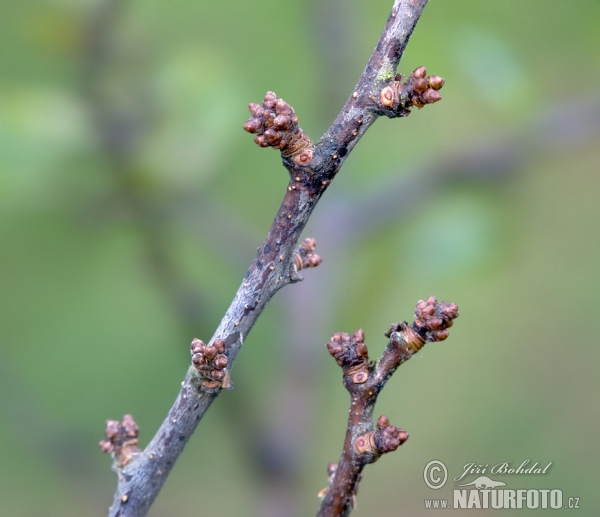 Schledorn, Schwarzdorn (Prunus spinosa)