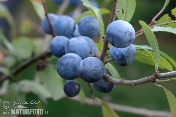 Schledorn, Schwarzdorn (Prunus spinosa)