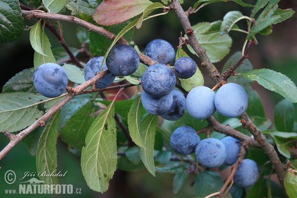 Schledorn, Schwarzdorn (Prunus spinosa)