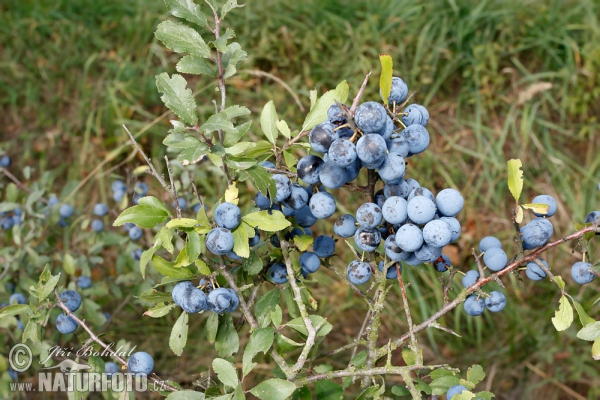 Schledorn, Schwarzdorn (Prunus spinosa)