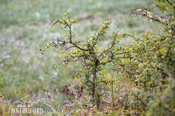 Schledorn, Schwarzdorn (Prunus spinosa)