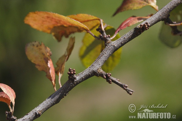 Schledorn, Schwarzdorn (Prunus spinosa)