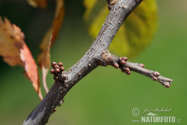 Schledorn, Schwarzdorn (Prunus spinosa)