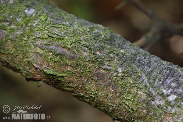 Schledorn, Schwarzdorn (Prunus spinosa)