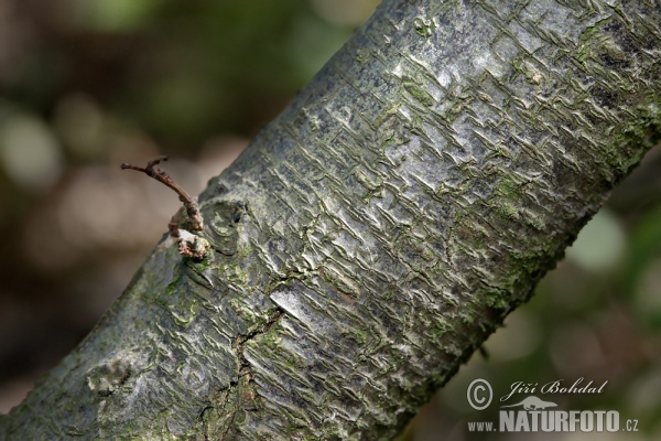 Schledorn, Schwarzdorn (Prunus spinosa)