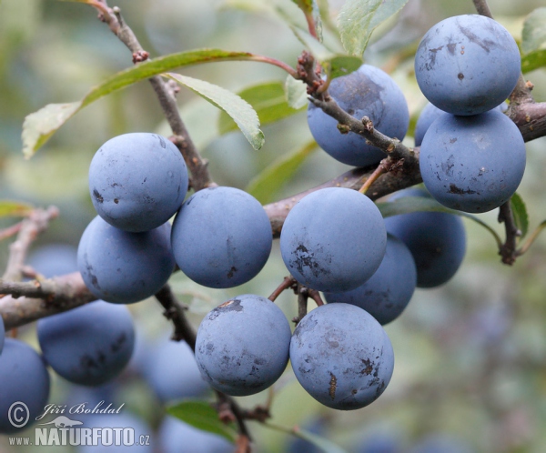 Schledorn, Schwarzdorn (Prunus spinosa)