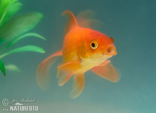 Schleierschwanz (Carassius auratus auratus var. bicaudatus)