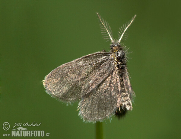 Schleife (Psychidae sp.)