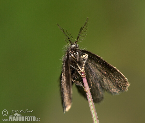 Schleife (Psychidae sp.)