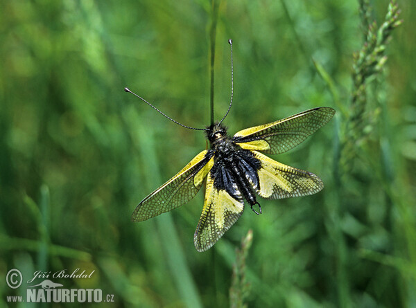 Schmetterlingschaft (Ascalaphus libelluloides)