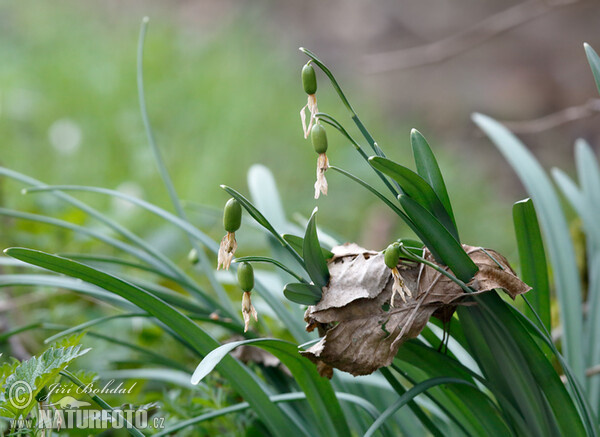 Schneeglöckchen (Galanthus nivalis)