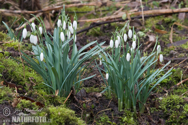 Schneeglöckchen (Galanthus nivalis)