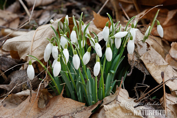 Schneeglöckchen (Galanthus nivalis)