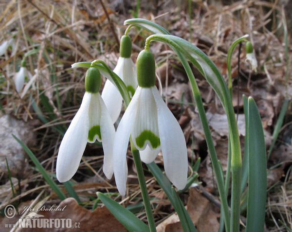 Schneeglöckchen (Galanthus nivalis)