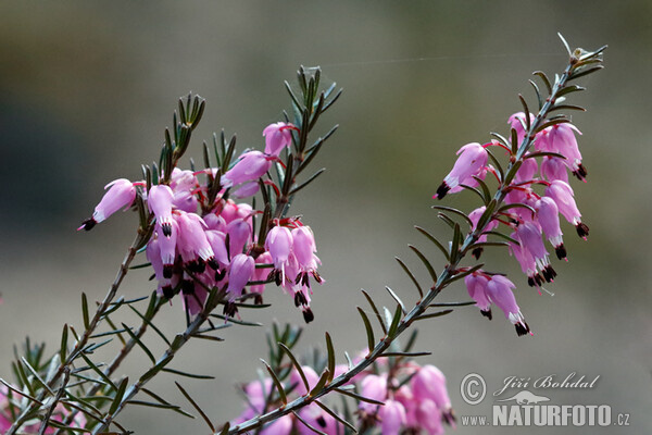 Schneeheide (Erica carnea)