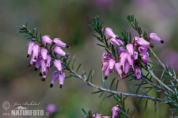 Schneeheide (Erica carnea)