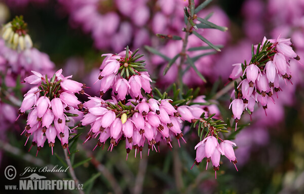 Schneeheide (Erica carnea)