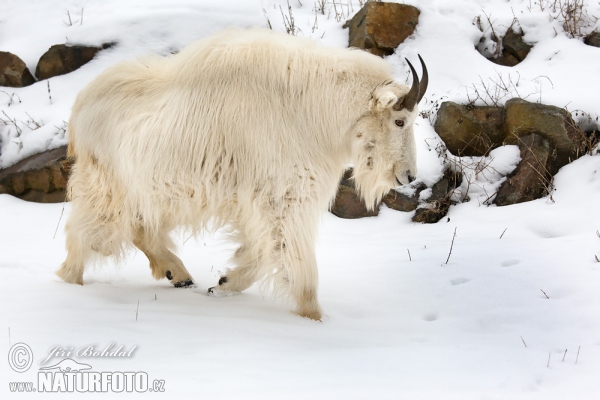 Schneeziege (Oreamnos americanus)