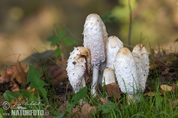 Schopftintling (Coprinus comatus)