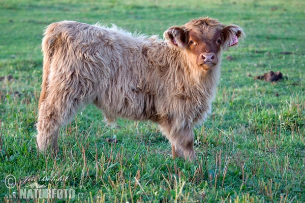 Schottisches Hochlandrind (Bos primigenius f. taurus)