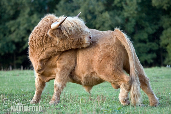 Schottisches Hochlandrind (Bos primigenius f. taurus)