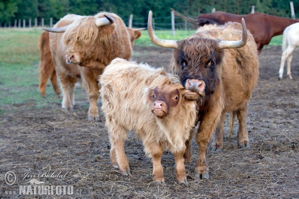 Schottisches Hochlandrind (Bos primigenius f. taurus)