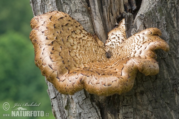 Schuppiger porling (Polyporus squamosus)