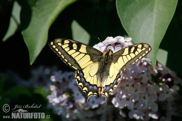 Schwalbenschwanz (Papilio machaon)