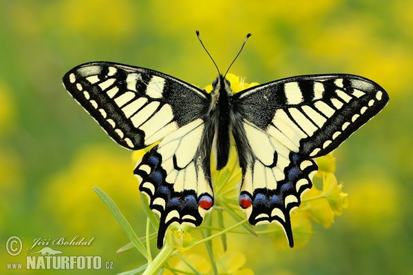 Schwalbenschwanz (Papilio machaon)