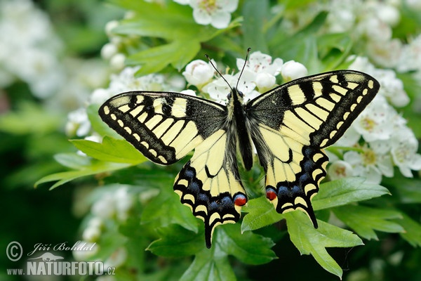 Schwalbenschwanz (Papilio machaon)