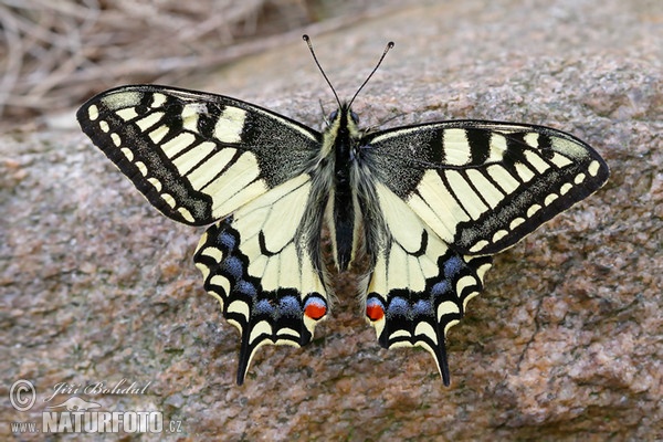 Schwalbenschwanz (Papilio machaon)