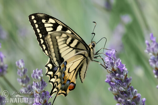 Schwalbenschwanz (Papilio machaon)