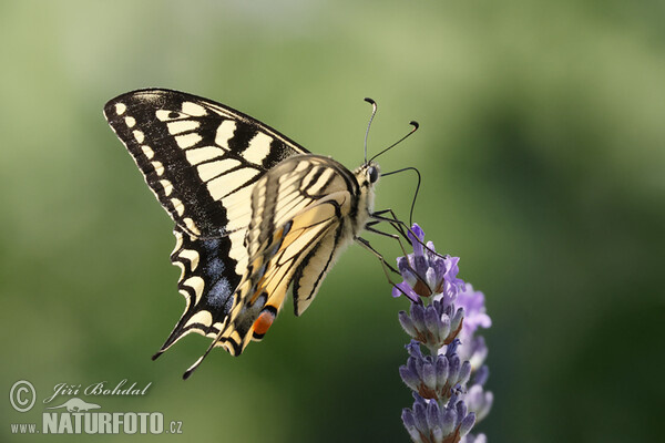 Schwalbenschwanz (Papilio machaon)